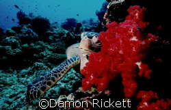 This was taken at drop off on Sipadan Island in Malaysia ... by Damon Rickett 
